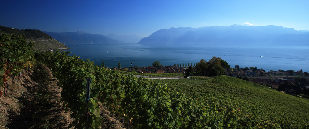 Lavaux006